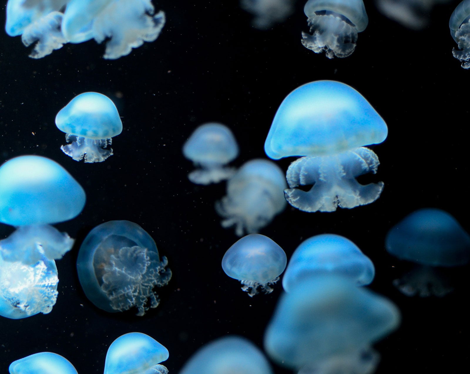 Jellyfish