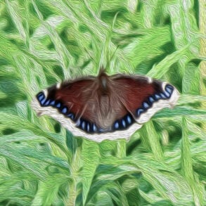 Mourning cloak butterfly