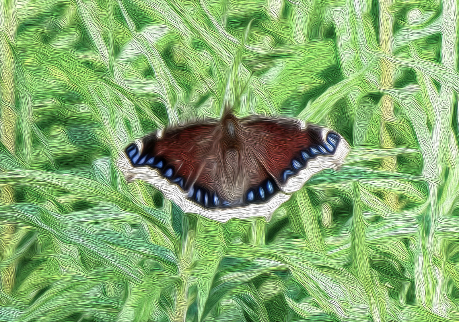 Mourning cloak butterfly