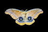 Polyphemus moth