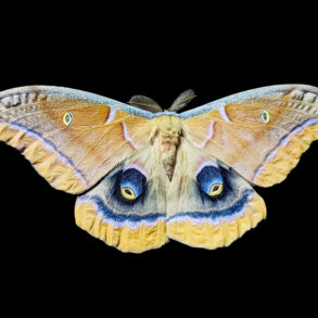 Polyphemus moth