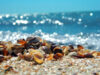 Seashells by the seashore