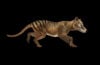 Thylacine