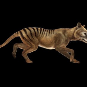 Thylacine