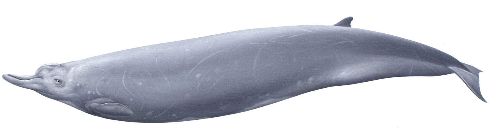 Beaked whale