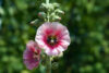 Hollyhock