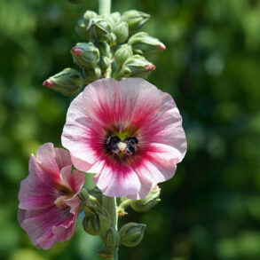 Hollyhock