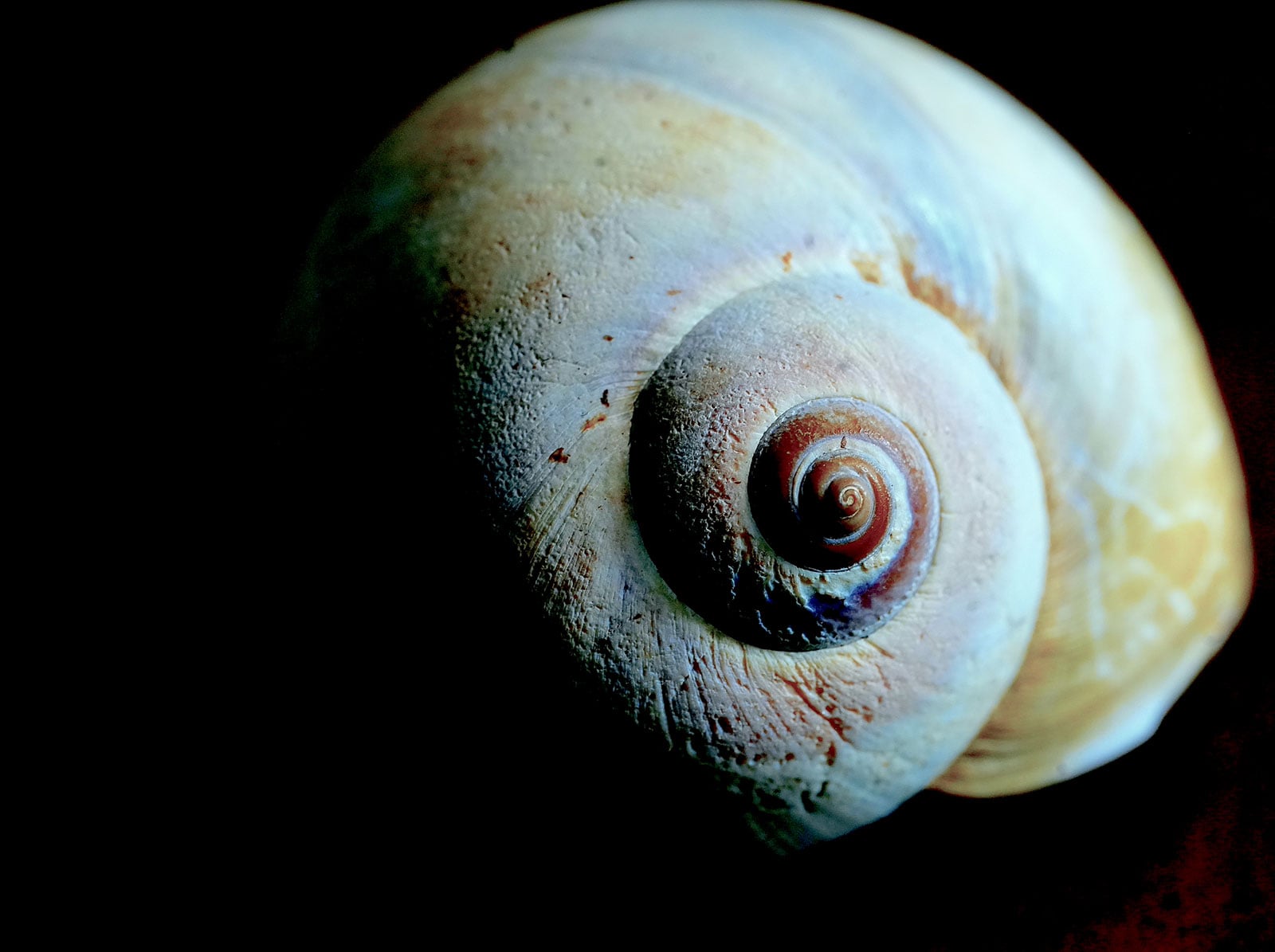 Moonshell. Photo by Kathryn Winograd.