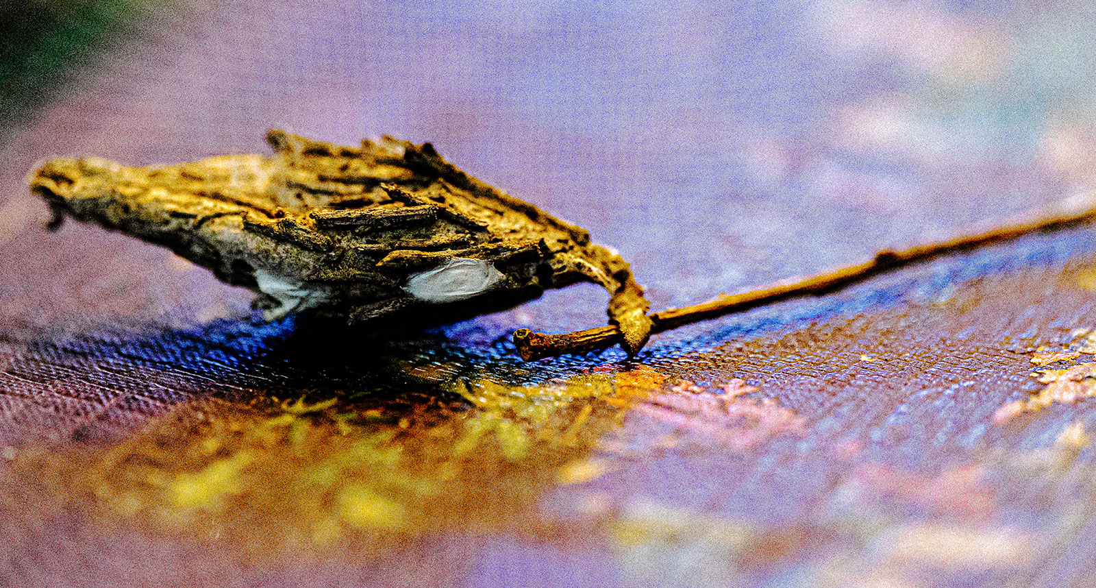 Chrysalis