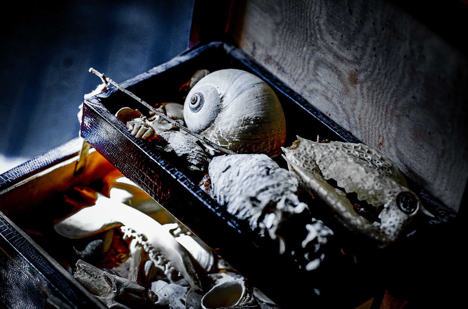 Jewelry box with shells and more