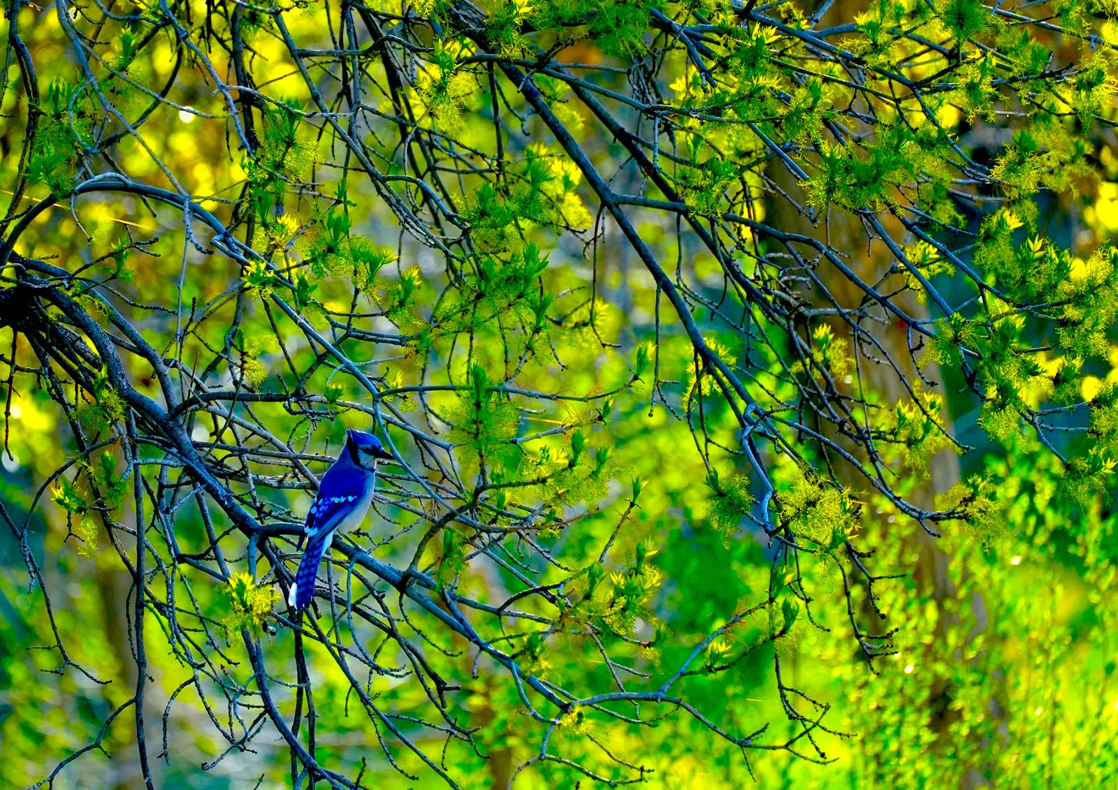 Blue jay among leafy trees