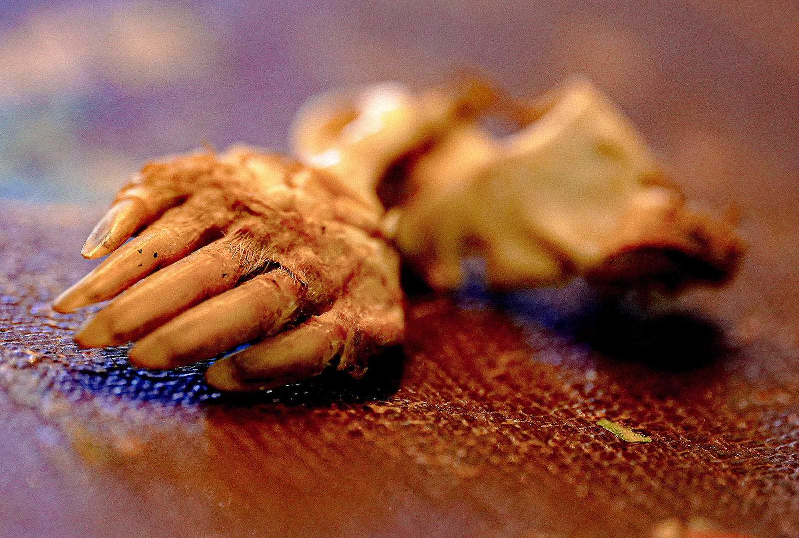 Mole paw skeleton
