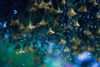 Rain over hanging yellow flowers