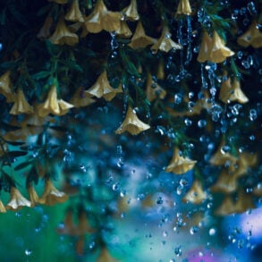 Rain over hanging yellow flowers