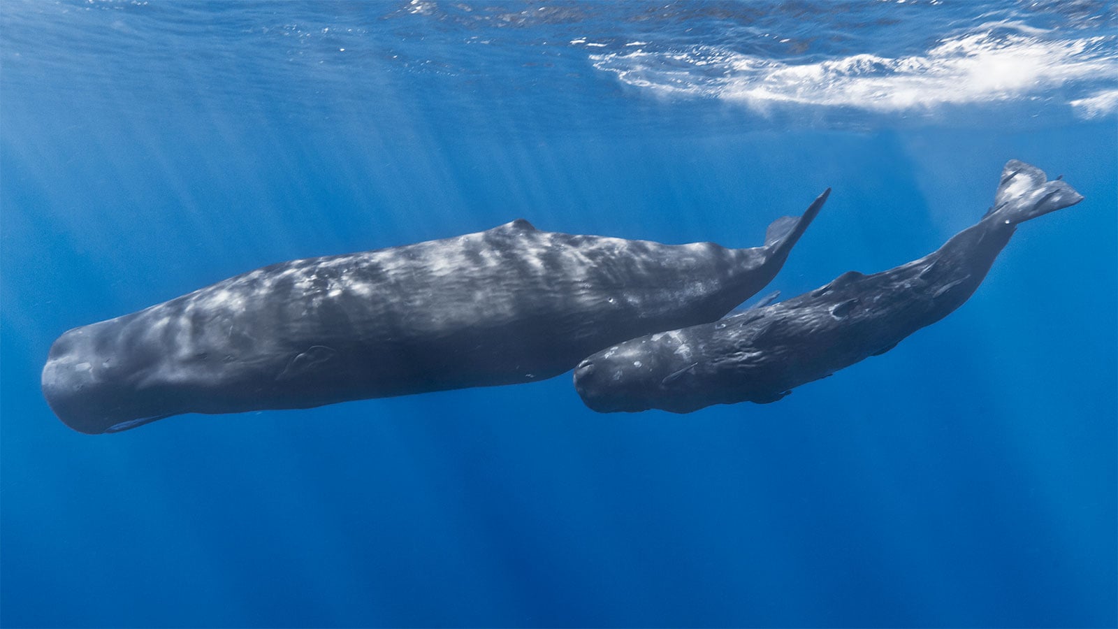 Mother and baby sperm whale