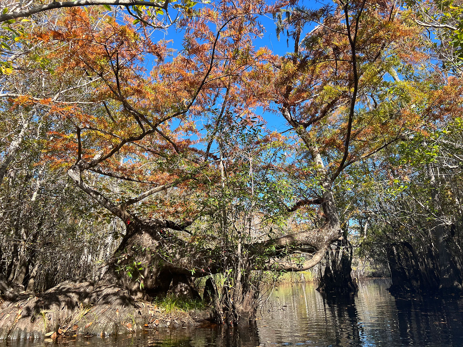 Cypress in autumn