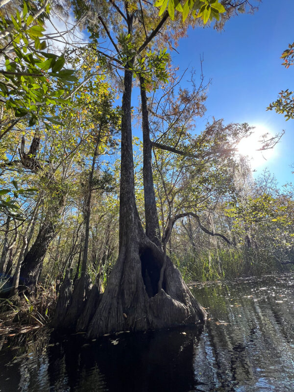 Baldcypress