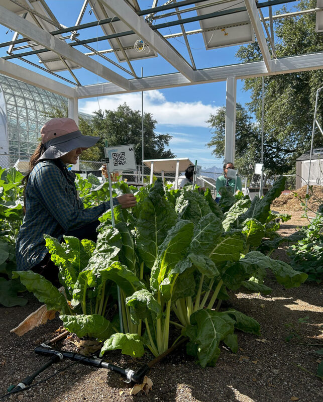 Researcher collecting data on Swiss chard growing beneath agrivoltaic panels
