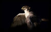 Falcon flying against black background