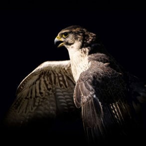 Falcon flying against black background