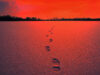 Footprints in snow with treeline in distance, red