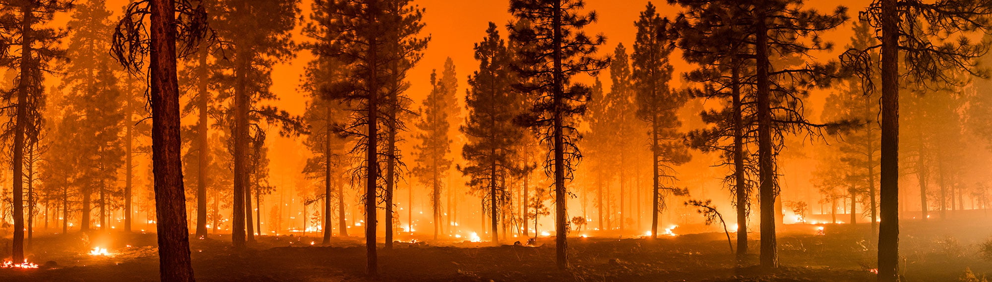 Wildfire
