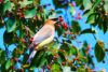 Cedar waxwing and serviceberry