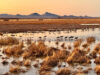 Sandhill cranes at Whitewater Draw