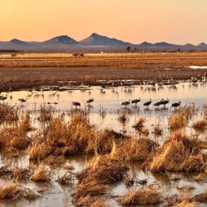 Sandhill cranes at Whitewater Draw