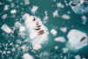Aerial photo of seals on ice