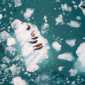 Aerial photo of seals on ice