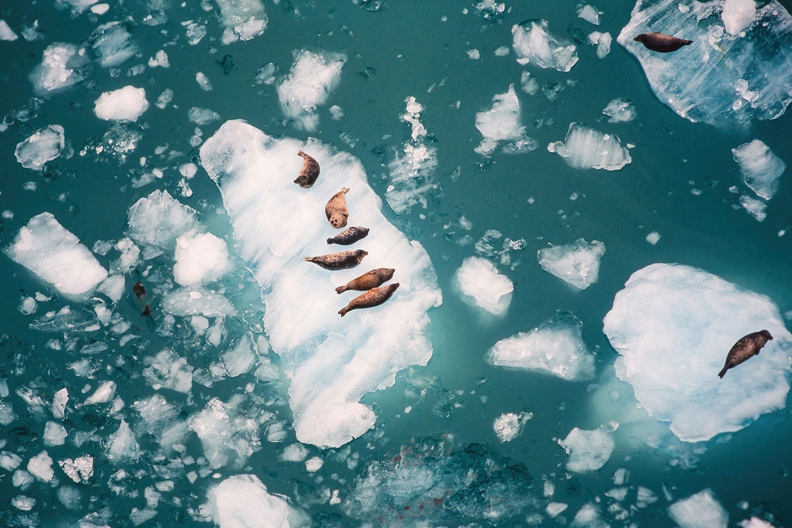 Aerial photo of seals on ice