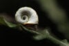 Snail on a leaf underwater