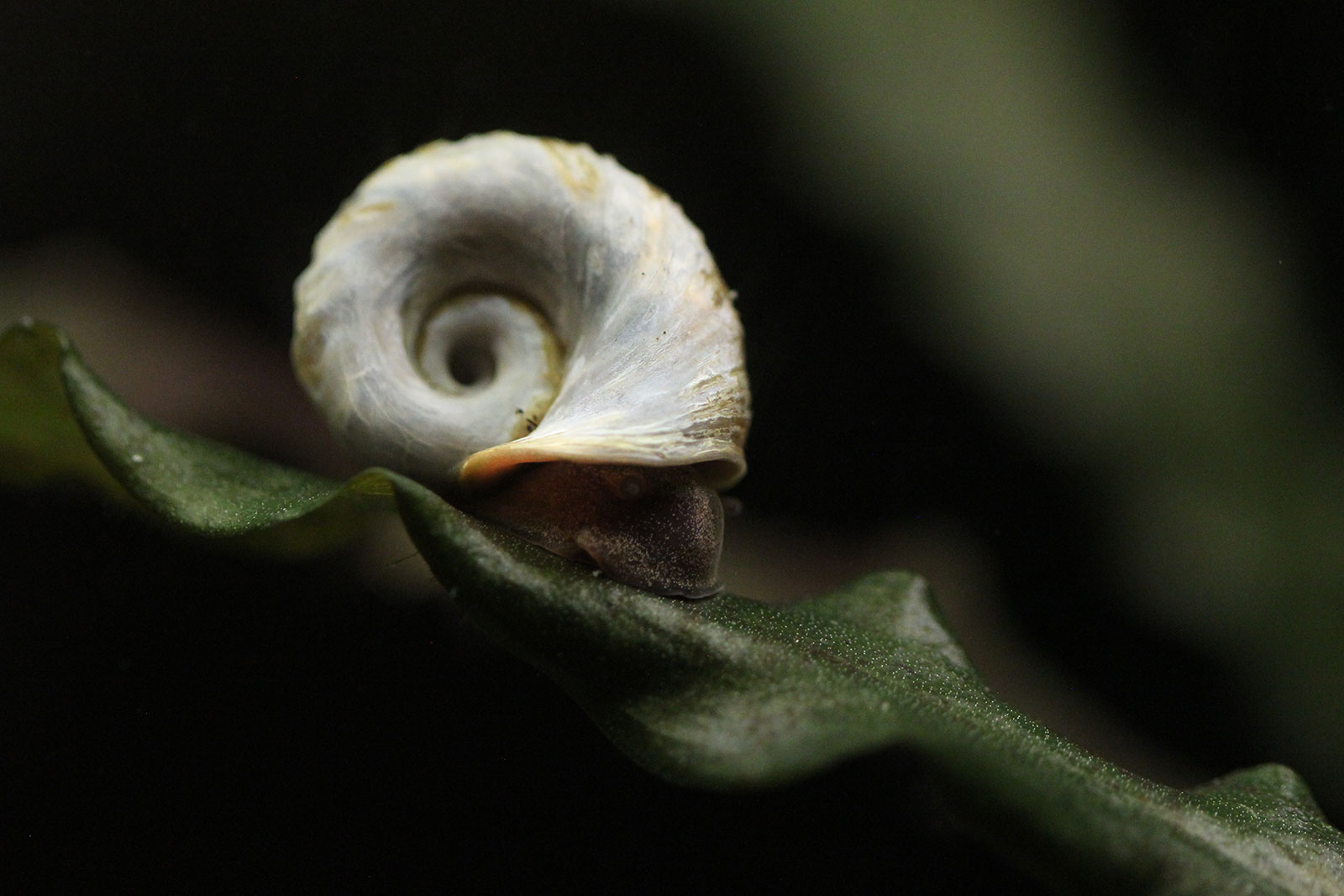 Snail on a leaf underwater