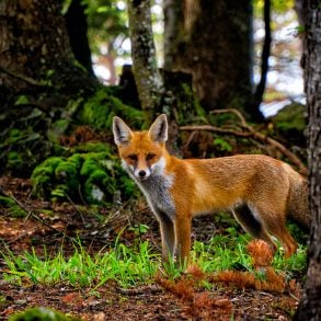 Fox in the woods