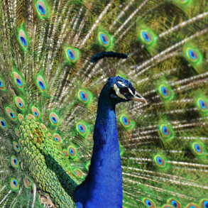 Peacock