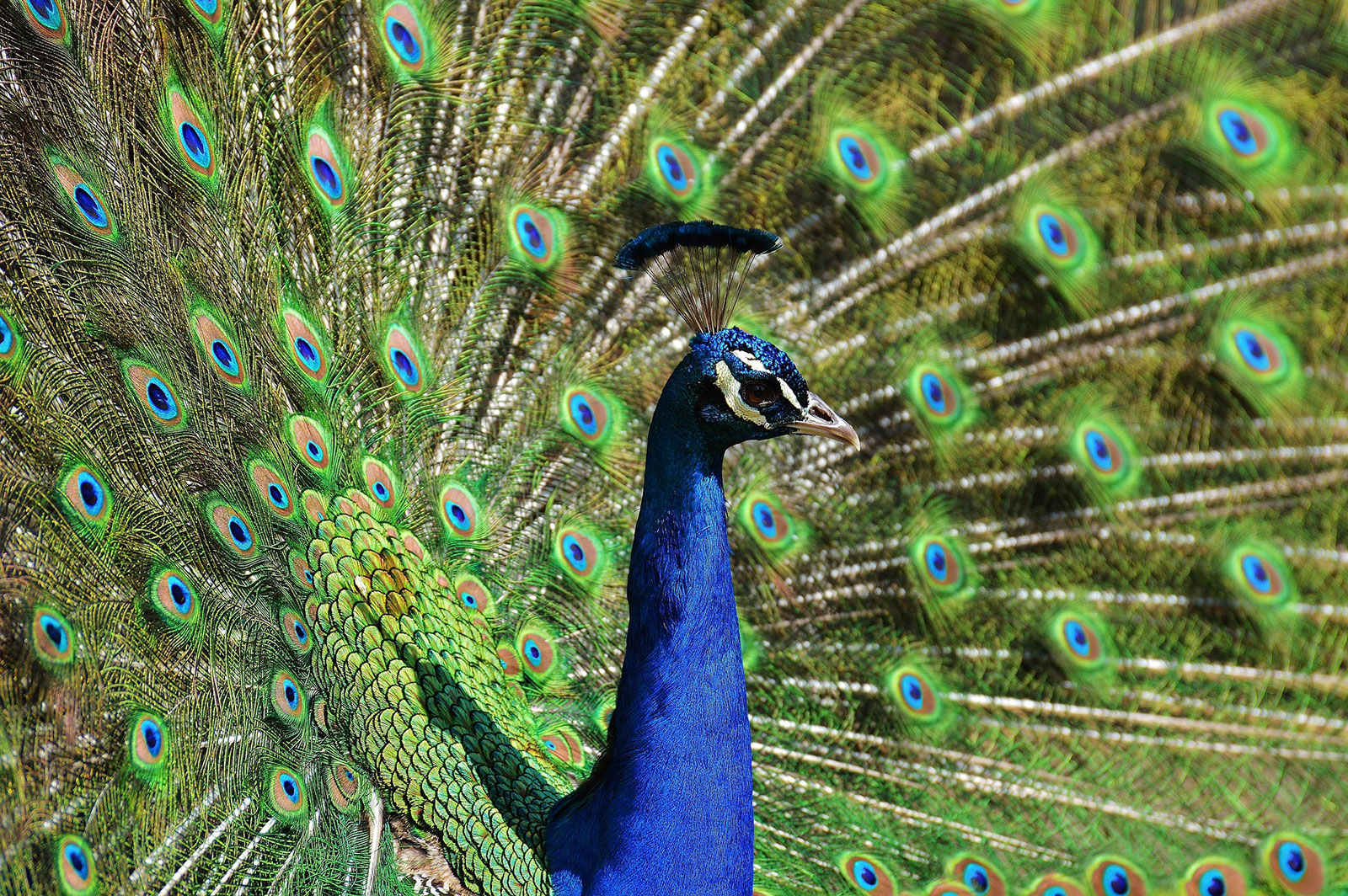 Peacock