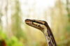 Python head