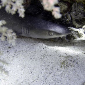 Shark in the shadows of coral and cave