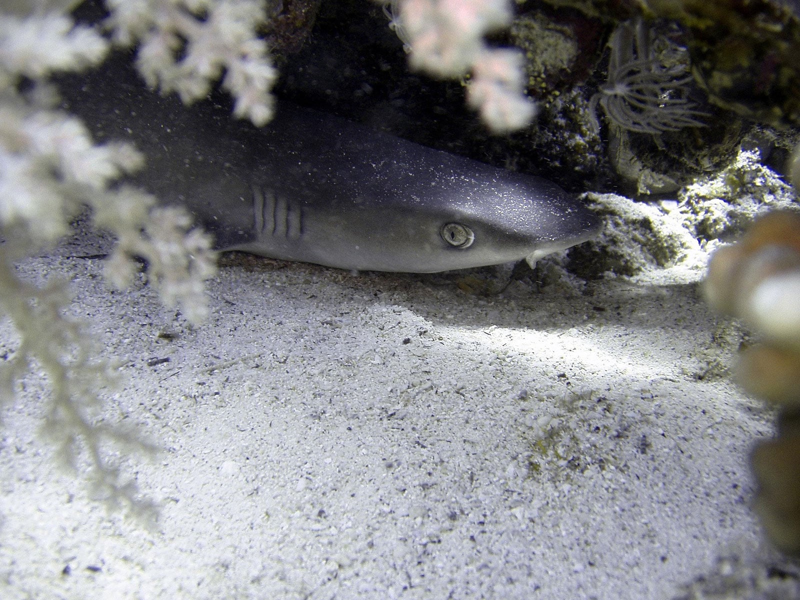 Shark in the shadows of coral and cave