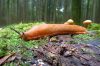 Slug in forest with mushrooms and wet leaves