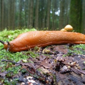 Slug in forest with mushrooms and wet leaves