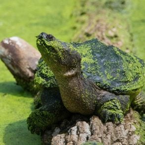 Snapping turtle