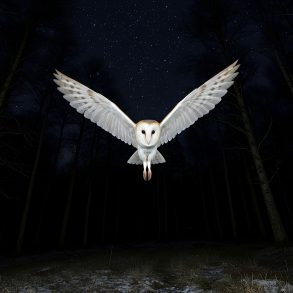 Barn owl flying at night