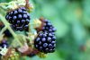 Blackberries