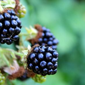 Blackberries