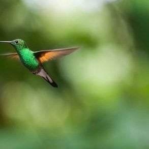 Hummingbird