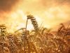 Wheat, glowing
