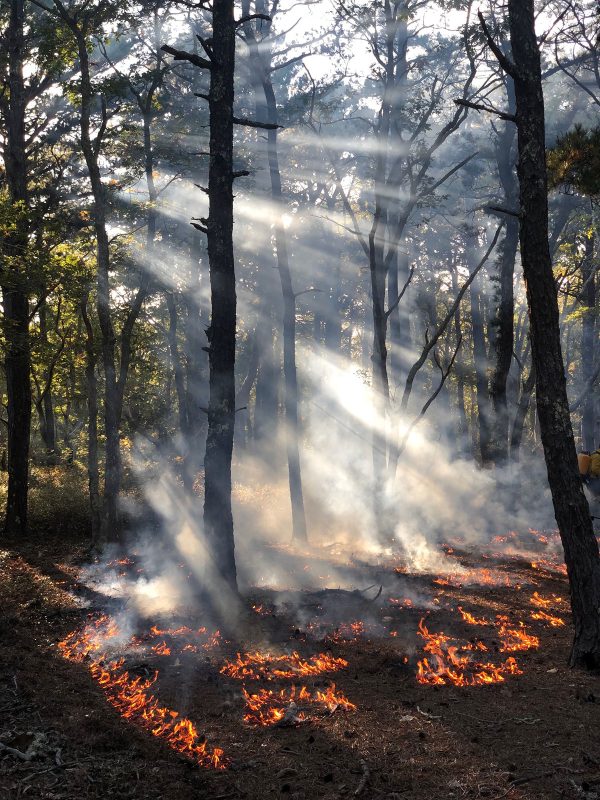 Prescribed burn.