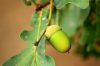 Green acorn on tree